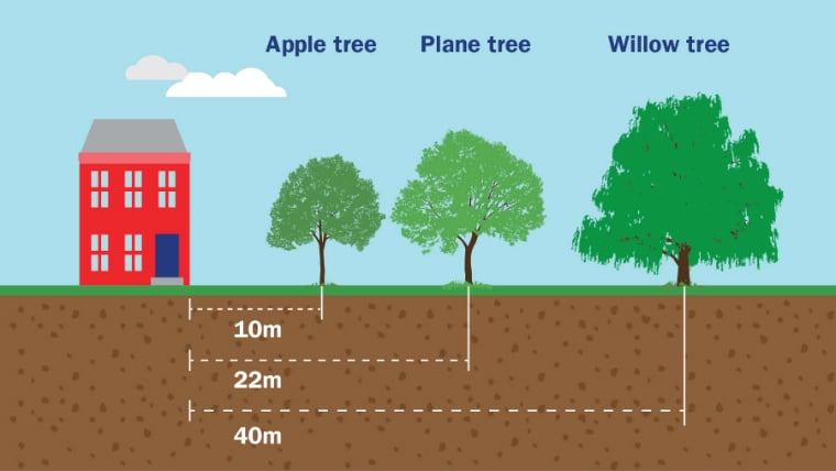 Distances away from a house: apple tree 10 metres, plane tree 22 metres, and a willow tree 40 metres