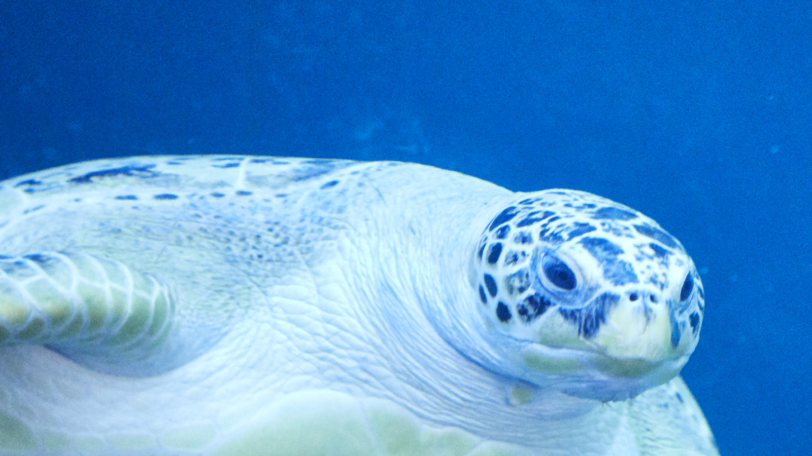 Image of turtle swimming in the sea