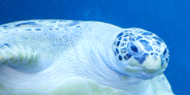 Image of turtle swimming in the sea