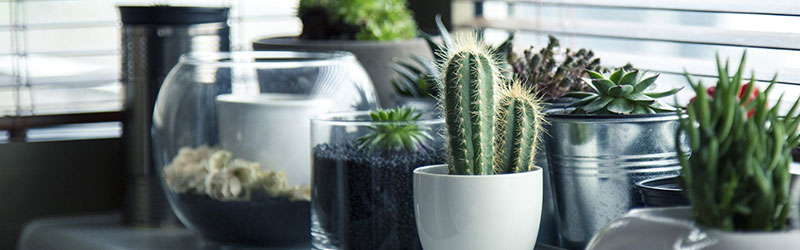 living room with with botanicals like cacti and terrariums