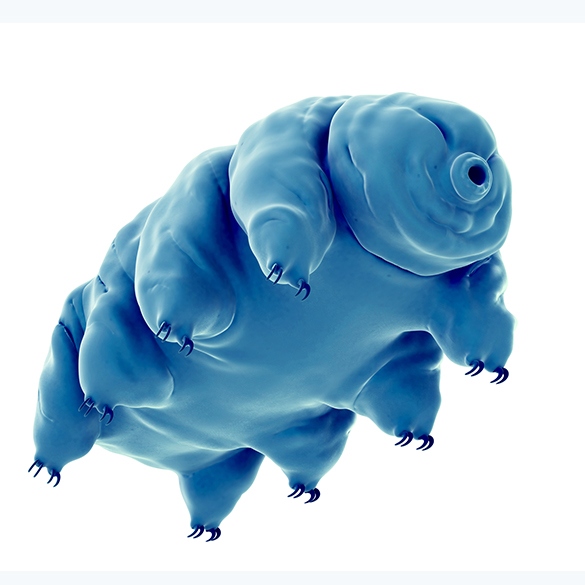 tardigrade-tile.jpg