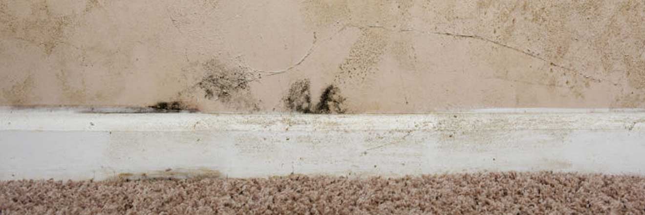 how-to-deal-with-rising-damp