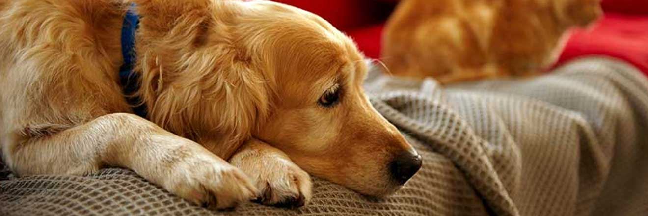 pet-proofing-your-home