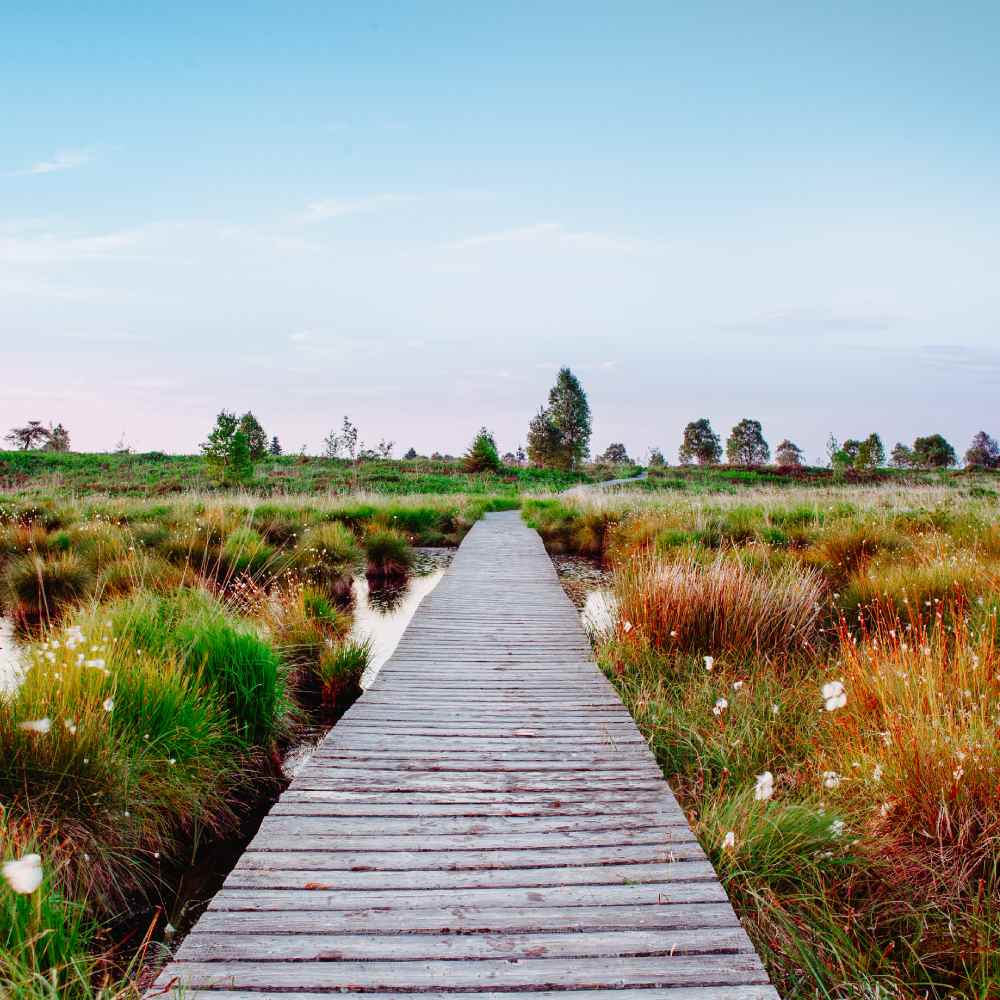 Hiking ah Hohes Venn at Hautes Fagnes through bug on path or trail or in the nature reserve in the summer