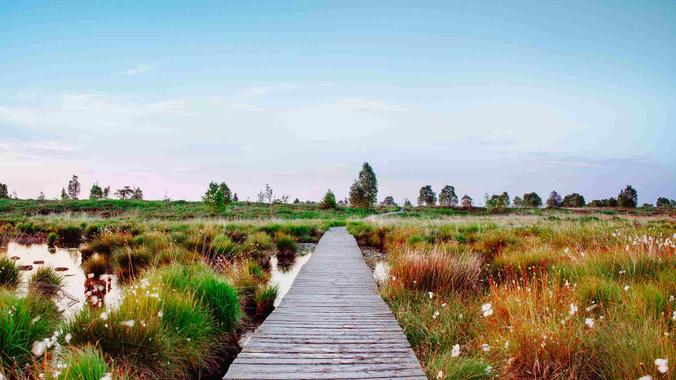 Hiking ah Hohes Venn at Hautes Fagnes through bug on path or trail or in the nature reserve in the summer