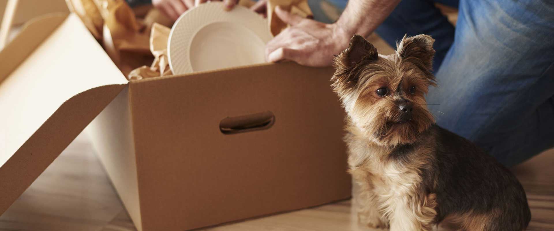 Man unpacking boxes with small dog