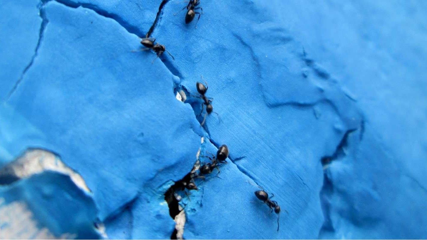 A line of ants climbs on a blue wall