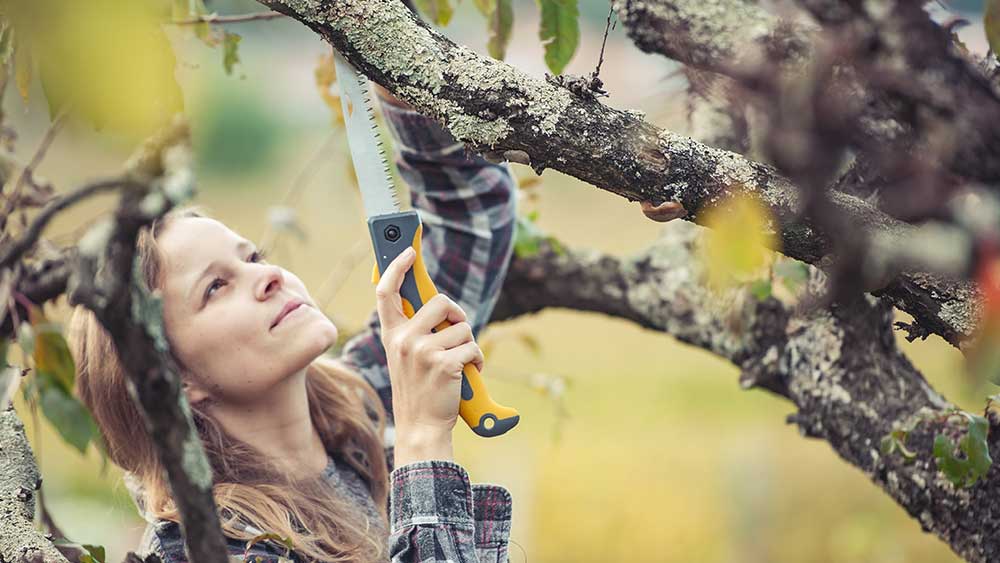 Woman pruning a tree