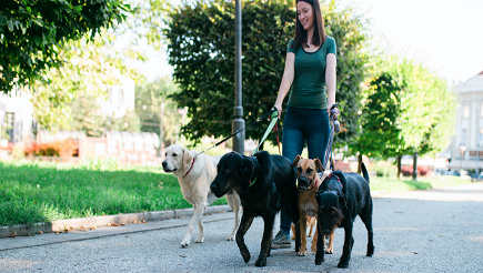 woman-walking-dogs