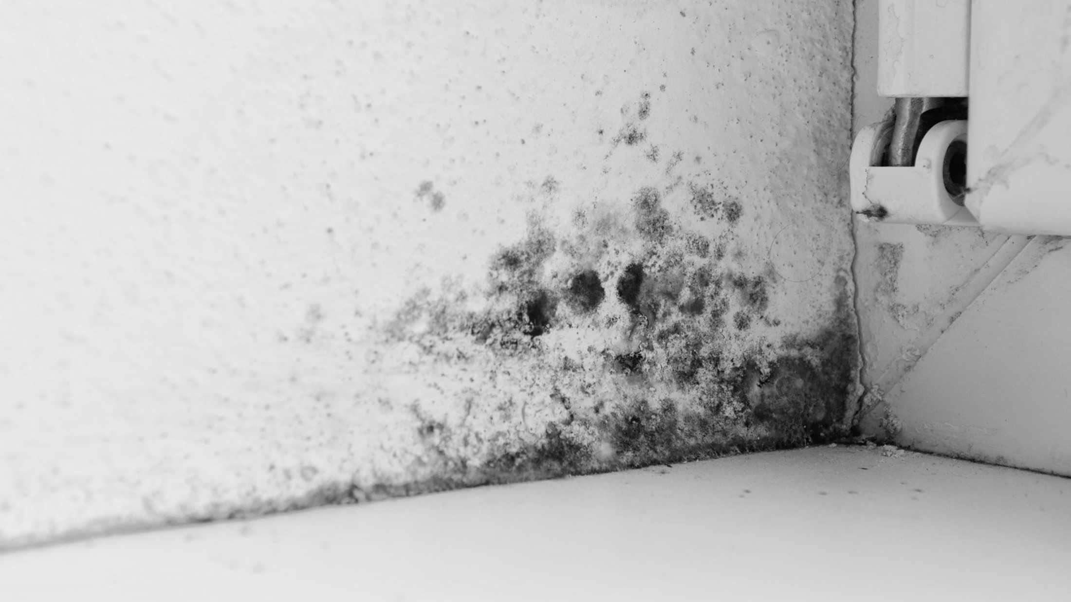 Black mould against a white wall