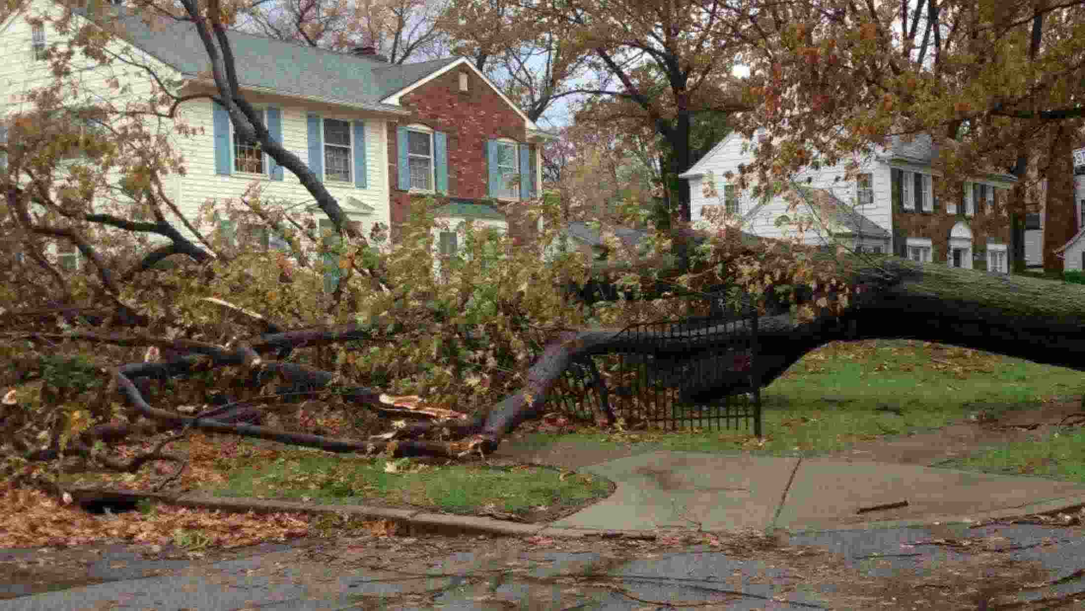 Fallen tree in front of a suburban house