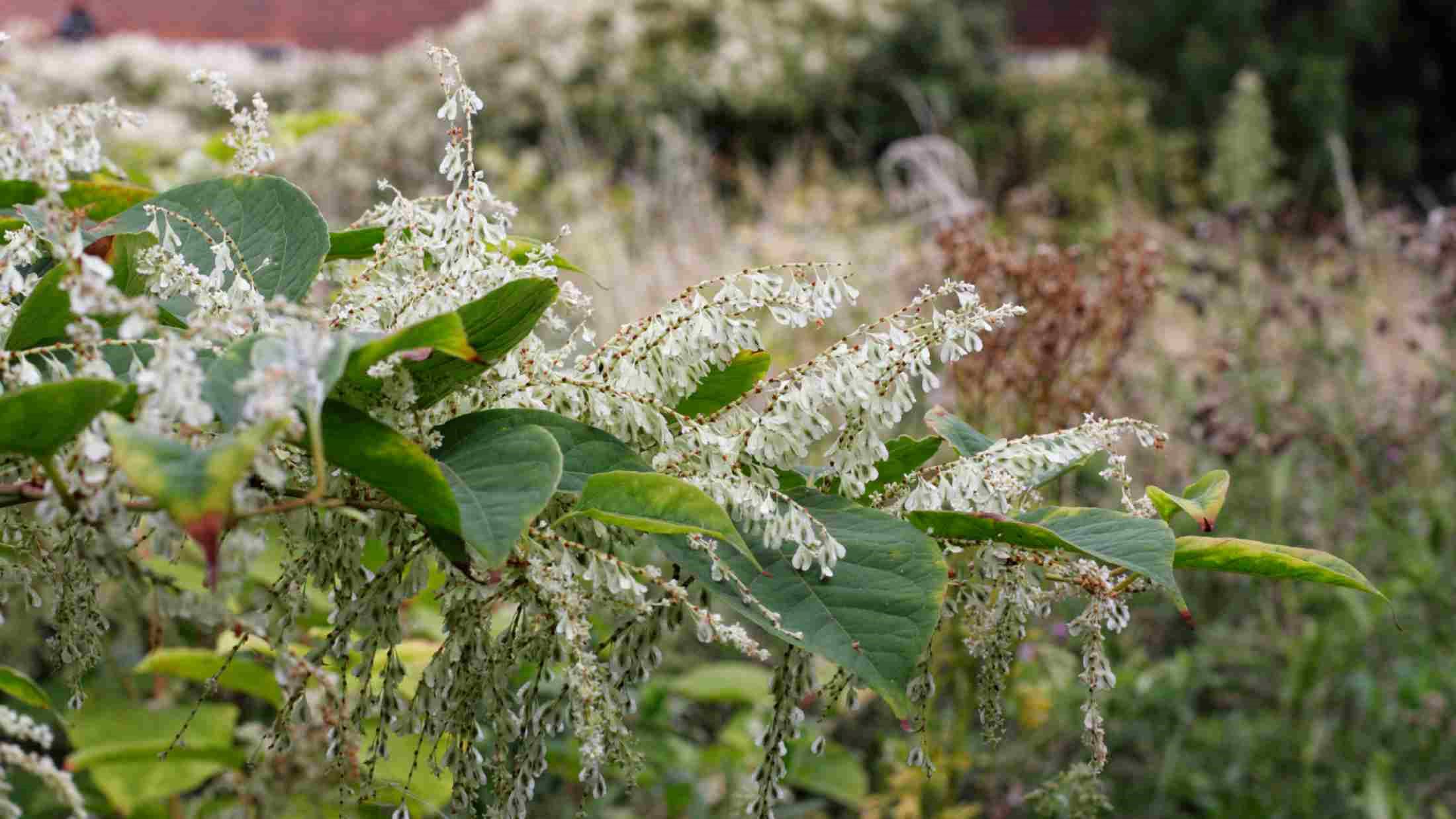 Flowering plant invader Japanese knotweed otherwise known as Fallopia japonica