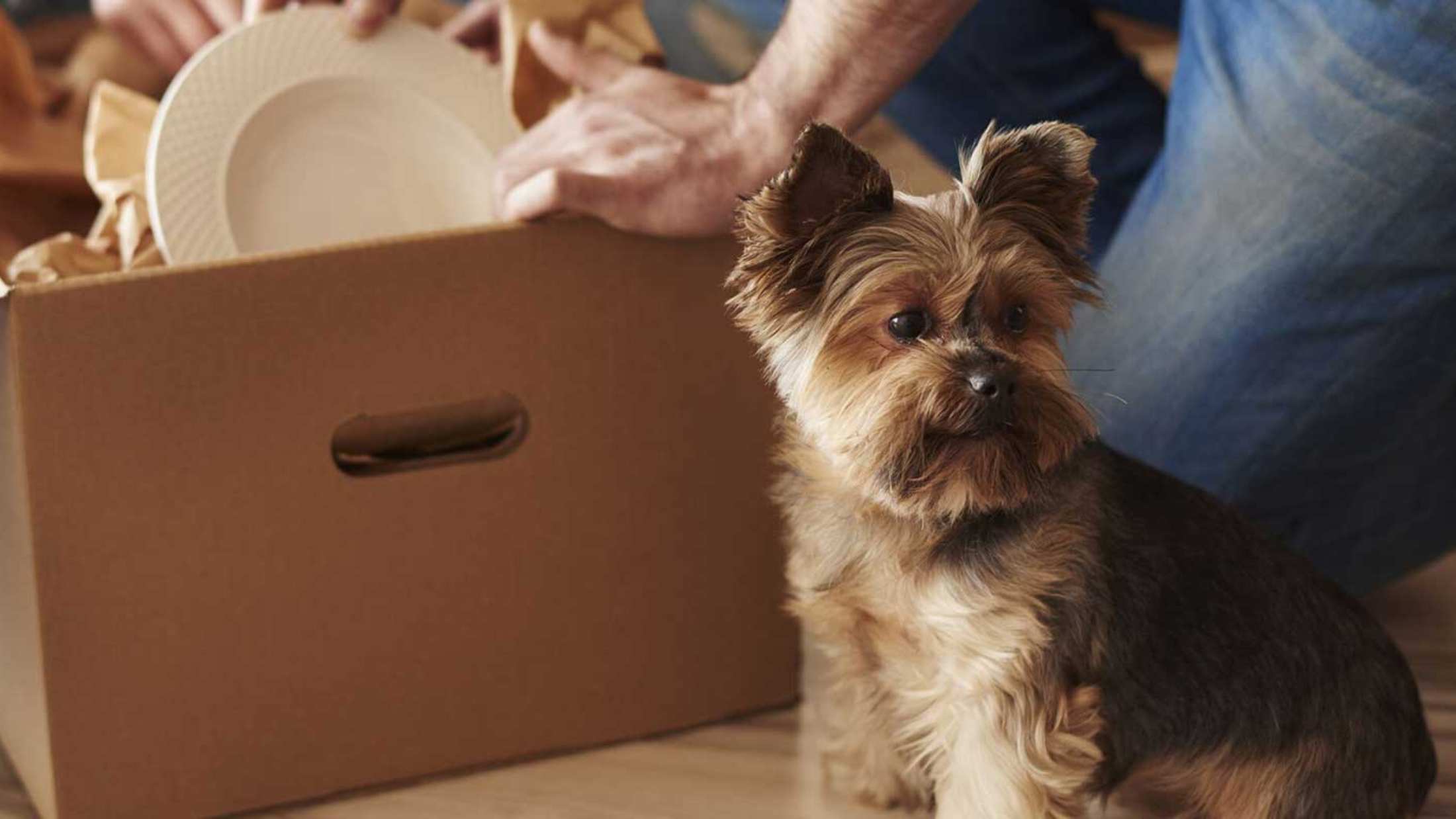 A dog sitting in front of a box of kitchenware