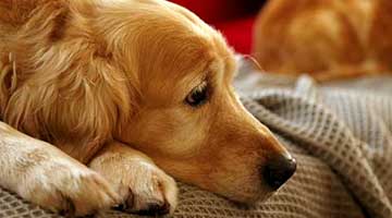 Pet proofing your home