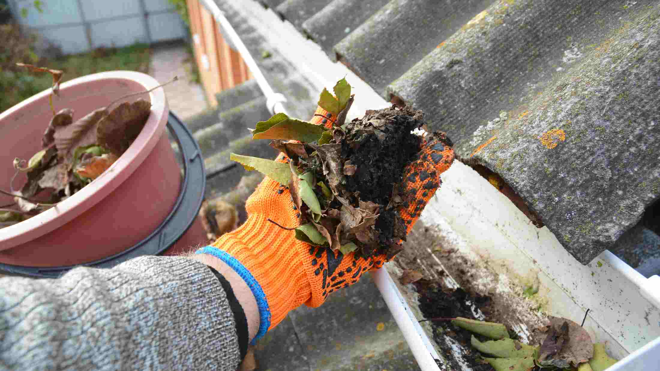 Rain gutter cleaning from leaves in autumn with hand