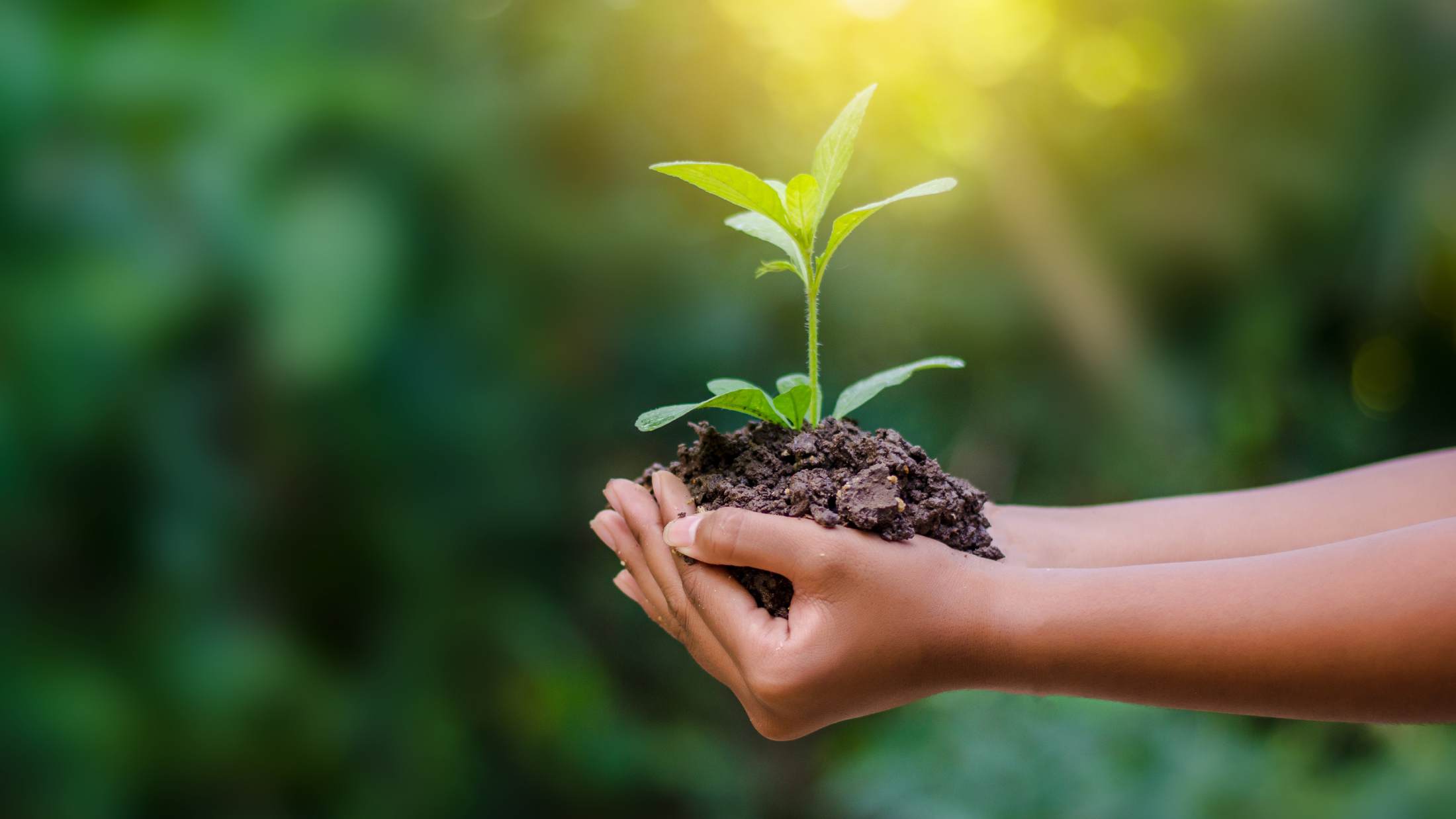 Hands carrying a small growing plant