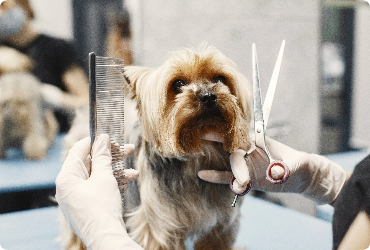 person brushing a dogs coat