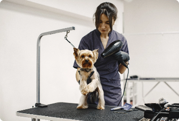 Woman washing a Scotty dog in a grooming salon